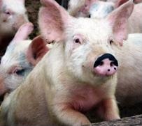 Pig