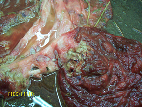 Nocardiarom Placentitis