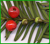 Yew plant