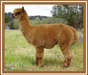 Alpaca