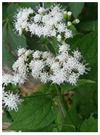 Snakeroot