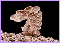 Coliform 1