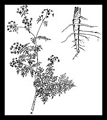 Poison Hemlock