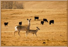 White-tailed deer