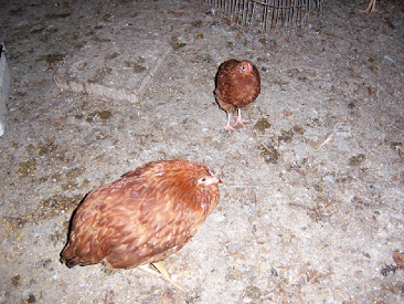 Coccidiosis Chickens