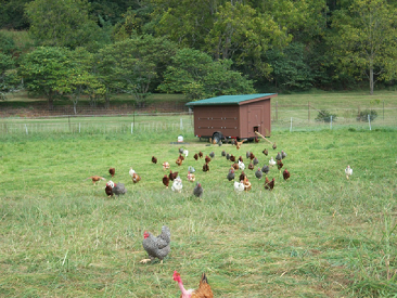 Coccidiosis Chicken Coop