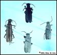 Blister Beetles