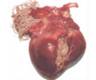 heartworm
