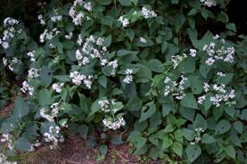 white snakeroot PiP