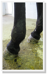Equine Arthritis